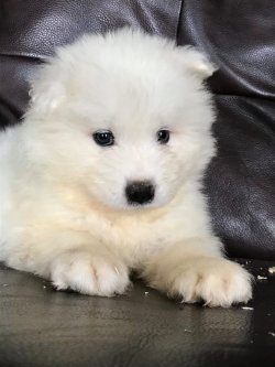 PAMUK GİBİ SAMOYED YAVRULARI 5