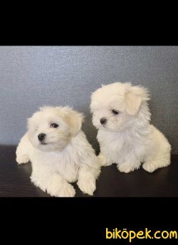 Çok Tatlı Beyaz Maltese Terrierler Sıfır Boy 1