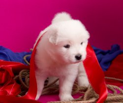 -SON YAVRU-SAHİBİNDEN SAFKAN SAMOYED YAVRULARI 1