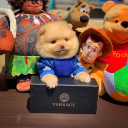 Safkan Büyümeyen Cins Pomeranian Boo Teddybear 2