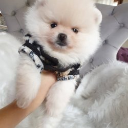 Satılık Pomeranian Boo Teddy Bear Yavrular 3