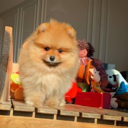 Orijinal TeddyBear Yüz Yapısına Sahip PomeranianBoo Oğlumuz 5