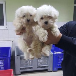SATILIK 0 BOY MALTESE TERRİER YAVRULARI 5
