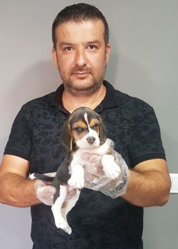 Beagle Yavrularımız 2