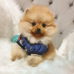 Pomeranian Boo Teddy Bear Yavrular 2
