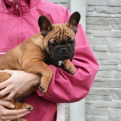 FAWN FRENCH BULLDOG YAVRULARIMIZ 2