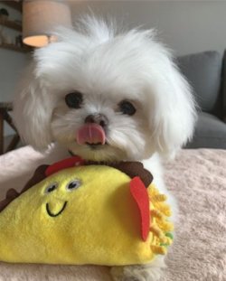 A Kalite Maltese Bebekler 1