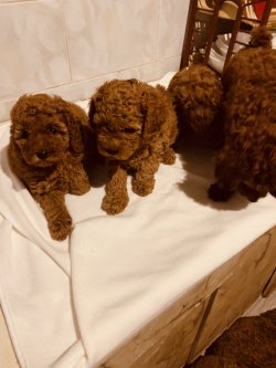 TEA CUP POODLE  YAVRULAR 1