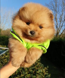 Pomeranian Mini Ayıcık Teddy Face Erkek Yavrularımız 2