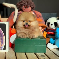 Güncel PomeranianBoo Yavrularımızdan 2