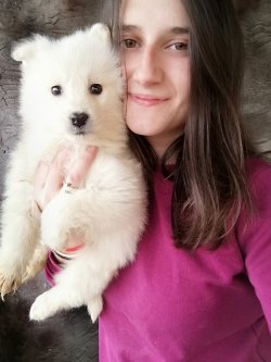 Çiftliğimizden Samoyed Yavrularımız 2