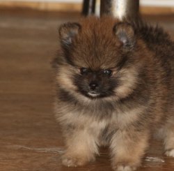 A Kalite Pomeranian Yavrular 1