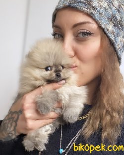 Mini Boy Büyümeyen Cins Pomeranian Yavrularımız 1