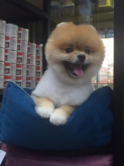 POMERANİAN BOO 2