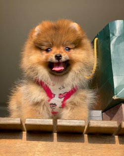 -Yeni Gelen TeddyBear PomeranianBoo Yavrularımızdan 5