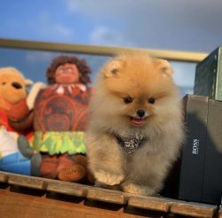 Yeni Yılın İlk Yavrularından PomeranianBoo Oğlumuz 4