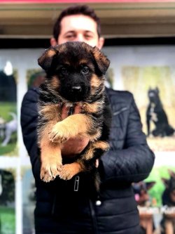Alman Çoban Köpeği Yavruları 1