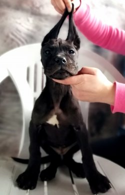 DEV Danua Yavrularımız Irk Garantili 5