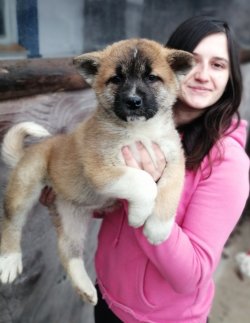 Irk Garantili Akita İnu Yavrularımız Hachiko 2