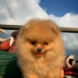 Yarışma Düzeyi PomeranianBoo Yavrularımız 3