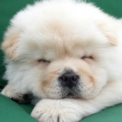 Satılık Chow Chow Yavruları 4