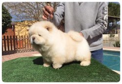 BEYAZ CHOW CHOW BEBEKLERİMİZ AYI SURAT 2