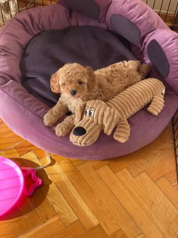 Apricot Toy Poodle 3