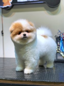 Çift Renk Pomeranian Yavruları 1