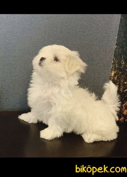 Çok Tatlı Beyaz Maltese Terrierler Sıfır Boy 5