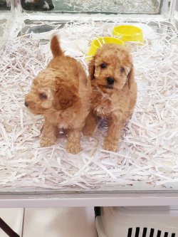 SEVİMLİ TOY POODLE RED YAVRULAR 1