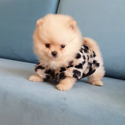 Pomeranian Boo Teddy Bear Yavrular 4