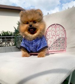 Pomeranian Boo Yavrular 1