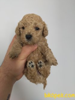 EV DOĞUMU POODLE YAVRULAR 2