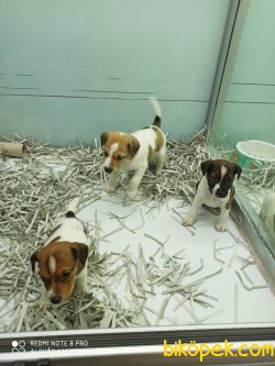 Büyümeyen Kısa Boylu Jack Russel Yavrular 3