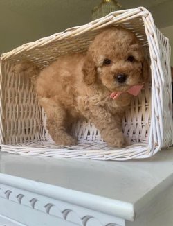 Sevi̇mli̇ Toy Poodle Yavrularımız 4