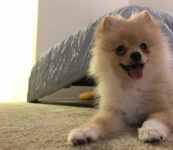 5 Aylık Erkek Pomerian Leo 5