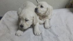 Sevimli Golden  Yavruları 3