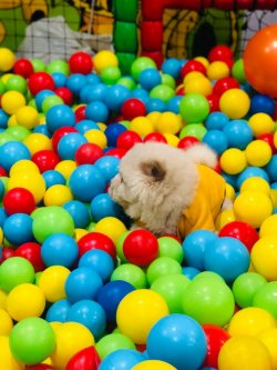 Renk Renk Chow Chow Yavrulari 4