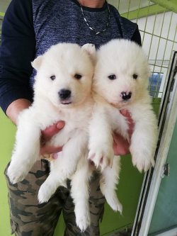 Samoyed Yavrularımız Irk Garantilidir 2