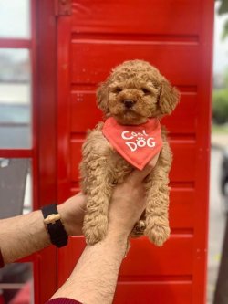 SAFKAN TOY POODLE YAVRULARIMIZ 4