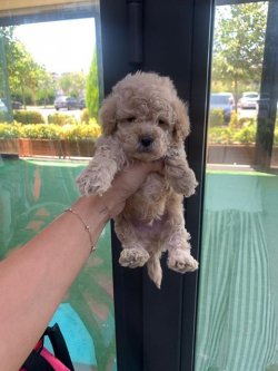 Sevi̇mli̇ Toy Poodle Yavrularımız 5