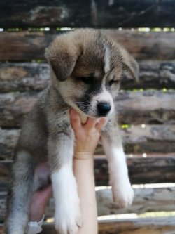 Muhteşem Akita Yavruları 2