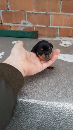 Minyatür Pinscher Yavrularımız 5