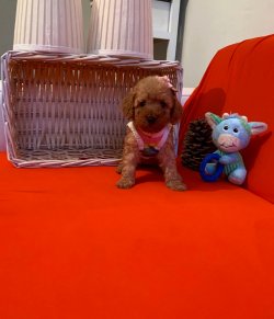 Toy Poodle Mini Boy Yavrular 2