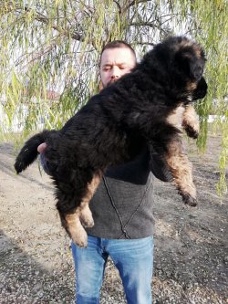 Alman Kurdu Yavrularımız Irk Garantilidir 4