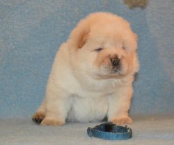 Satılık Chow Chow Yavrumuz 1