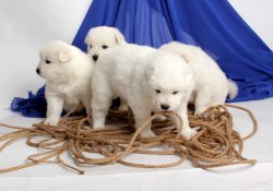 -SON YAVRU-SAHİBİNDEN SAFKAN SAMOYED YAVRULARI 4