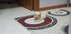 5 Aylık Maltese Terrier 0 Numara Tuvalet Egitimli 3