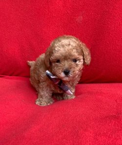 Sevi̇mli̇ Toy Poodle Yavrularımız 1