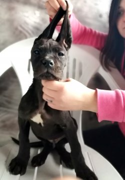 Irk Garantili Dev Danua Yavrularımız 3